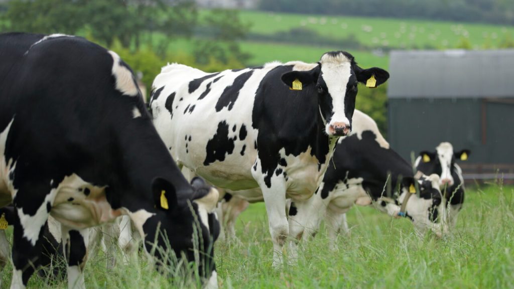 World dairy markets to improve towards end of 2023 – CEO