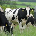 World dairy markets to improve towards end of 2023 – CEO