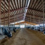 Are Dairy Cows Happy in Modern-Day Dairy Barns