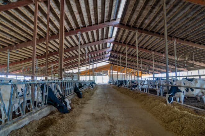 Are Dairy Cows Happy in Modern-Day Dairy Barns