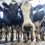 Bega says shrinking pool of cows to keep milk prices high