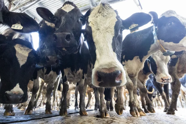 Bega says shrinking pool of cows to keep milk prices high