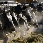 California man gets prison for nearly $9M phony cow manure-to-green energy investment scheme