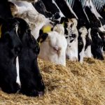 Combatting summer heat stress in dairy cattle