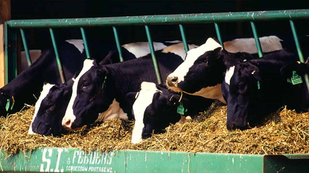 Dairy-Beef Cattle Numbers on the Rise