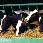 Dairy-Beef Cattle Numbers on the Rise