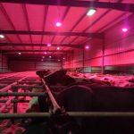 Dairy Farmer Experiments with LED Lights