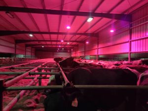 Dairy Farmer Experiments with LED Lights3