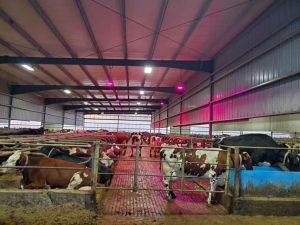 Dairy Farmer Experiments with LED Lights4