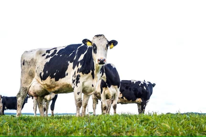 There are about 4,000 dairy farmers in Australia looking after an estimated 1.3 million cows.