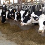 Dairy farmers have margin on their minds