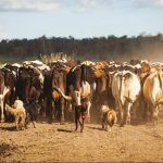 Dairy farming in a drought – tips from New Zealand