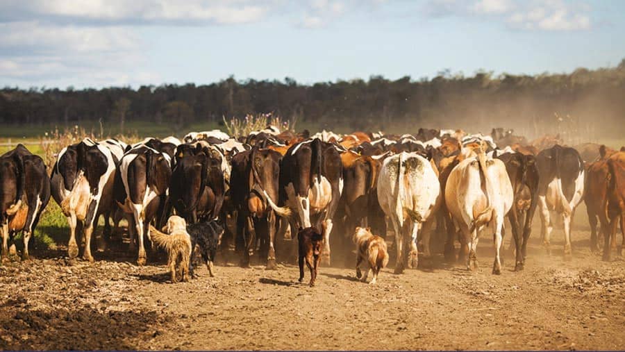 Dairy farming in a drought – tips from New Zealand