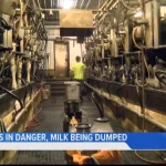 Dairy farms in danger, milk being dumped