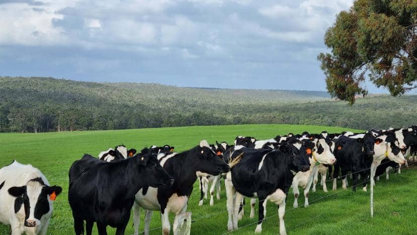 Dairy milk production outlook sours as households feel financial pinch