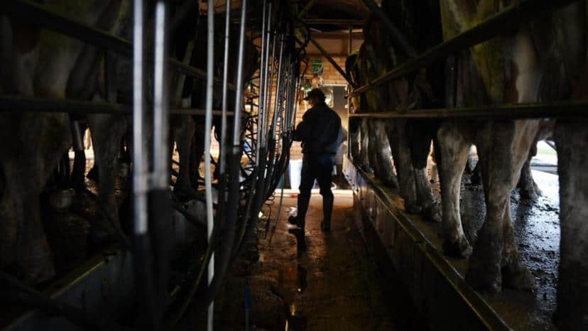 Dairy milk production outlook sours as households feel financial pinch2