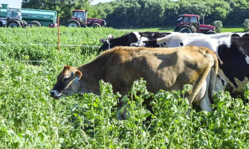 Dairy respondents worried about land