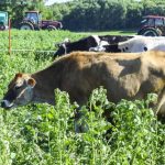 Dairy respondents worried about land