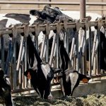 Dairy youngstock population in decline