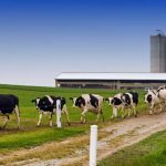 Economic update April dairy cull cow marketing slowed