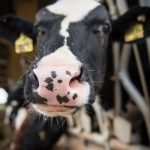 Expert perspectives on chewing behavior in dairy cows