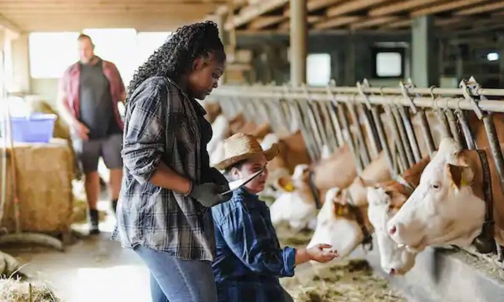 Farmers across America forced to dump their milk