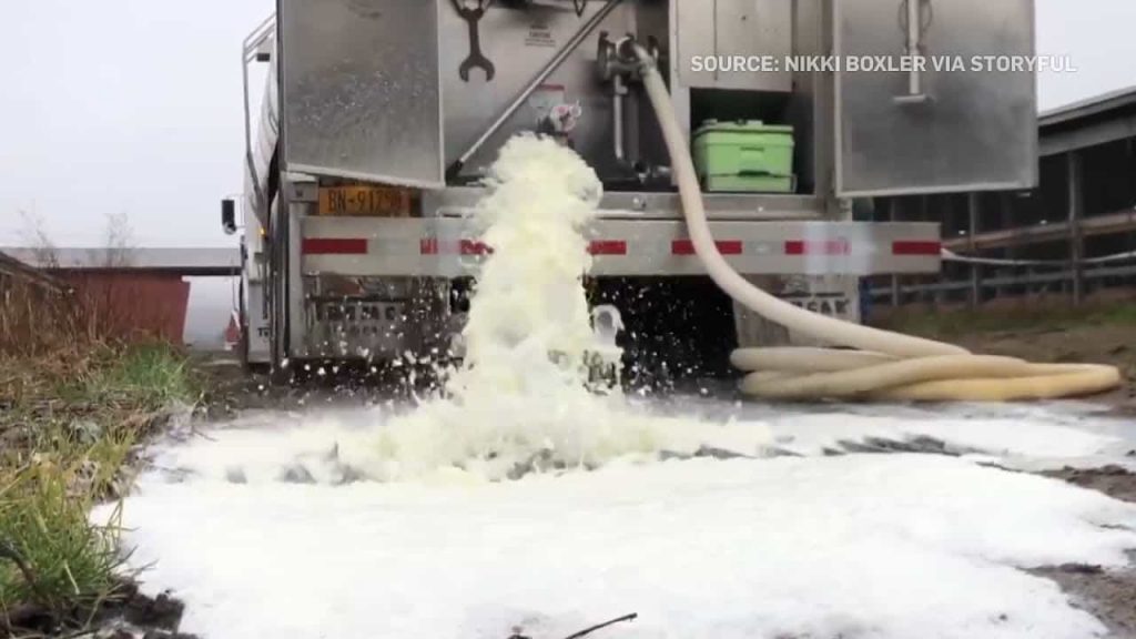 Farmers dump thousands of gallons of milk due to oversupply issues1