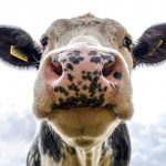 Five Benefits of Modern Dairy Practices