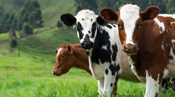 Free Dairy Herd Management Workshop for Vermont Farmers