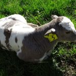 Gene editing for improved heat tolerance in dairy cows