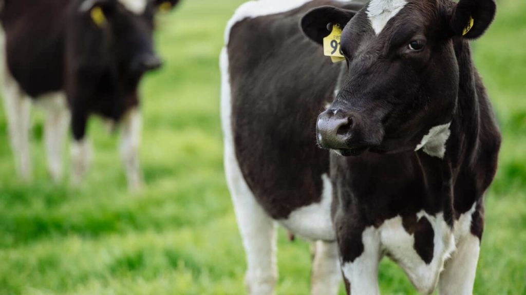 Global milk production is still growing but losing momentum according to Rabobank