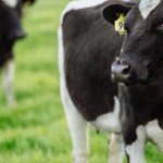 Global milk production is still growing but losing momentum according to Rabobank