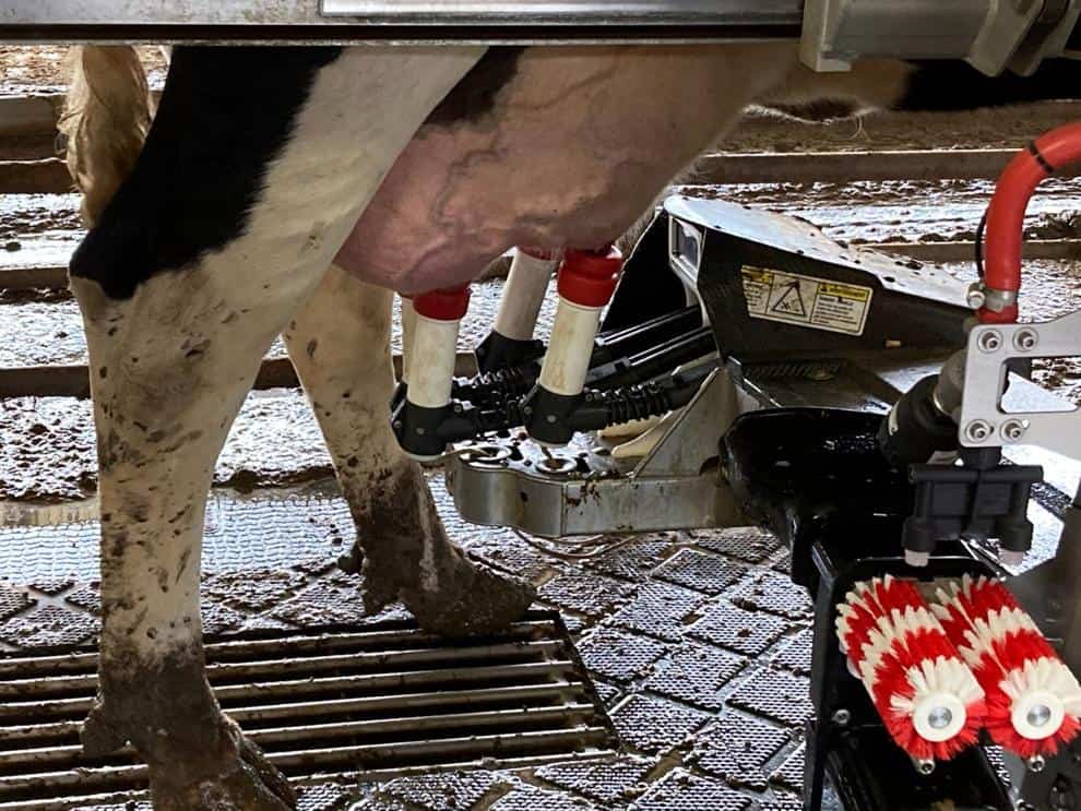 Innovative dairy farm milks hundreds of cows with robots1