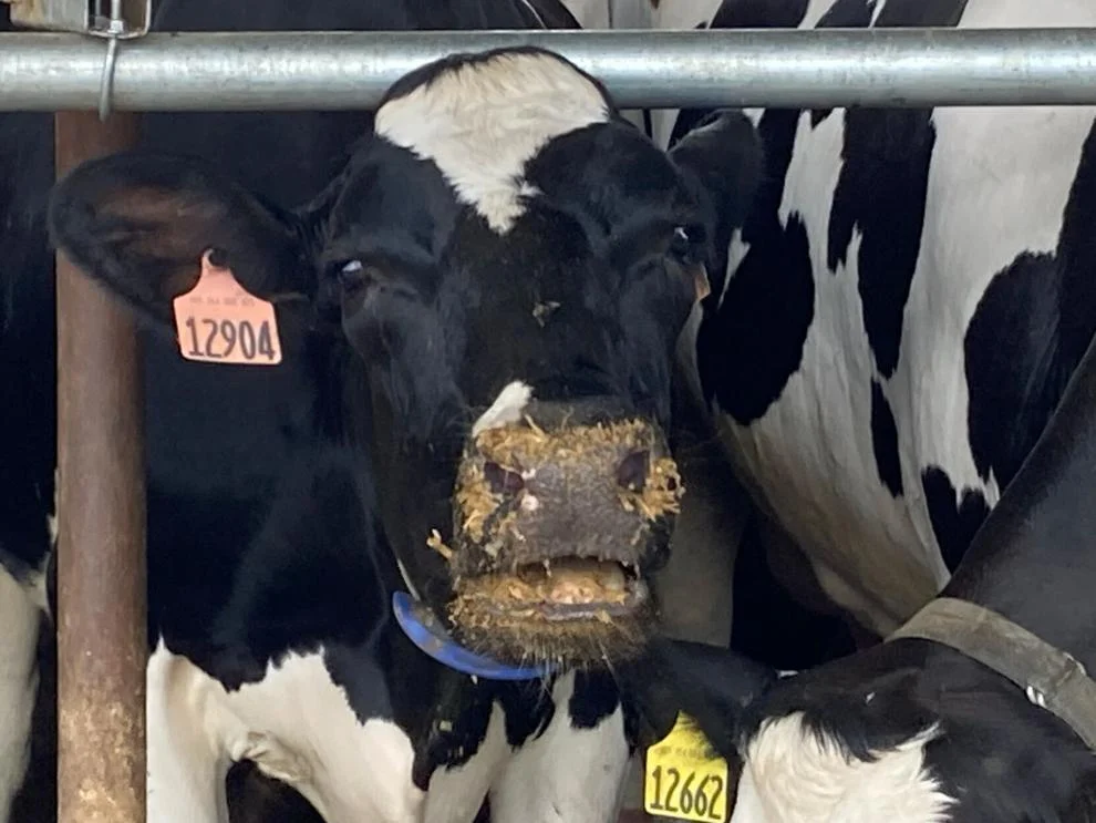 Innovative dairy farm milks hundreds of cows with robots3