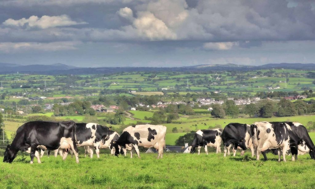 Eco-terrorist stupidity reached Ireland's dairy farmers