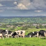 Eco-terrorist stupidity reached Ireland's dairy farmers