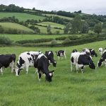 Ireland weighs culling 200,000 dairy cows to meet climate goals, but says decision 'not final