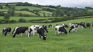 Ireland weighs culling 200,000 dairy cows to meet climate goals, but says decision 'not final