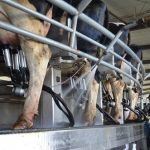 MILK PRICING PROPOSALS DIVIDING DAIRY FARMER-OWNERS AND PRIVATE PROCESSORS