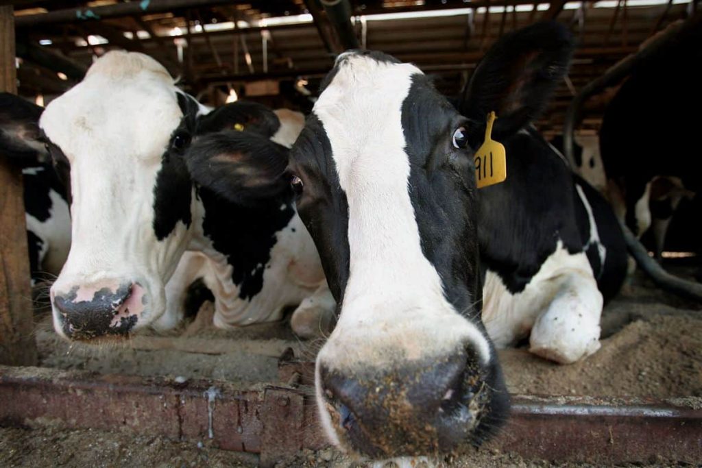 Michigan Dairy Farmers Are Slated to Start Transforming Milk Into Fuel