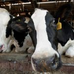 Michigan Dairy Farmers Are Slated to Start Transforming Milk Into Fuel