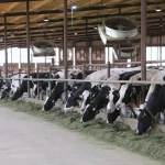 Milking robots are revolutionizing Texas dairy