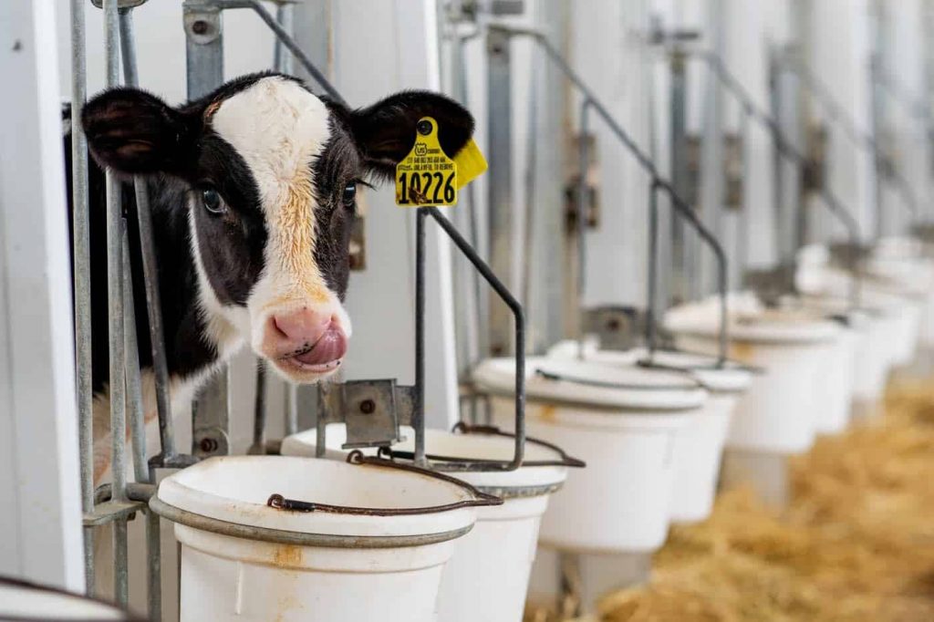 Minnesota, Wisconsin dairy farmers face oversaturated market, temporarily cut-off sewer service