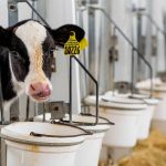 Minnesota, Wisconsin dairy farmers face oversaturated market, temporarily cut-off sewer service