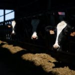 Minnesota dairy farms lose buyer after milk from Hastings Creamery seeped into water supply