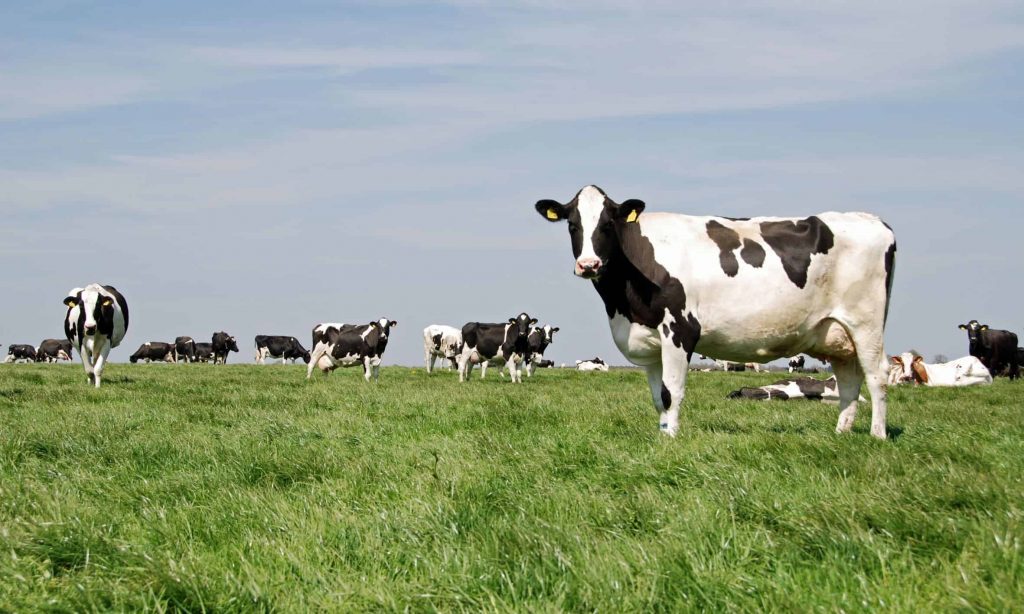 Minnesota lost over 1,000 dairy farms in the last four years says Department of Agriculture