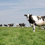 Minnesota lost over 1,000 dairy farms in the last four years says Department of Agriculture