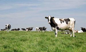 Minnesota lost over 1,000 dairy farms in the last four years says Department of Agriculture