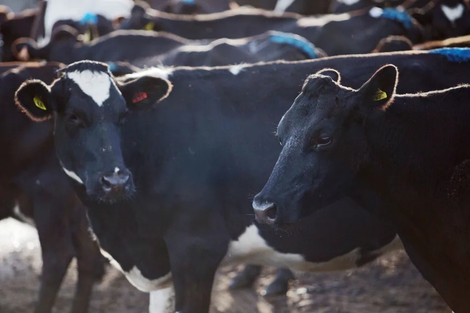 NZ Dairy Shares Rally as China Greenlights a2 Milk Formula1