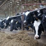 Nebraska celebrates June Dairy Month with over 60,000 dairy cows